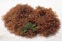 Load image into Gallery viewer, Seamoss Gel 12oz Pouches.